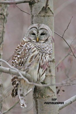 Barred Owl 