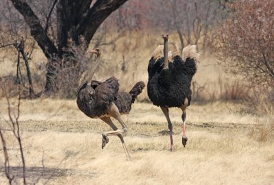 Common Ostrich pair