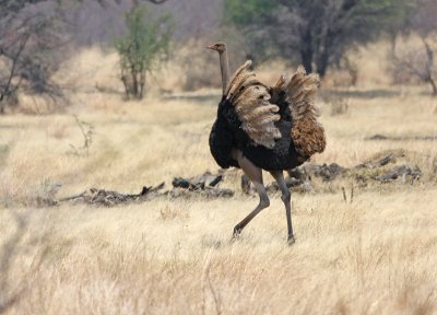 Common Ostrich