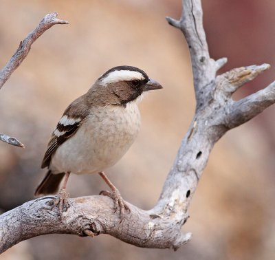 White-browed Sparrow-Weaver