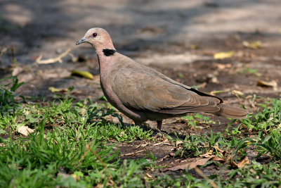 Red-eyed Dove