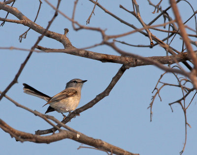 Gray tit-flycatcher