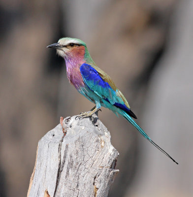 Lilac-breasted  roller