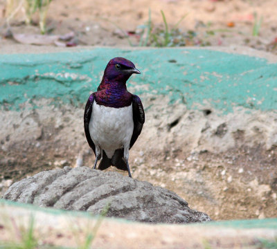Violet-backed  starling