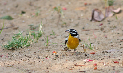 Golden-breasted bunting2