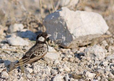 Grey-backed sparrowlark