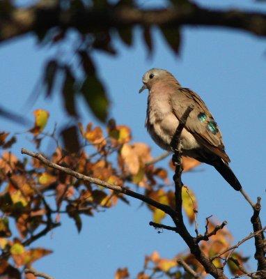 Emerald-spotted wood-dove