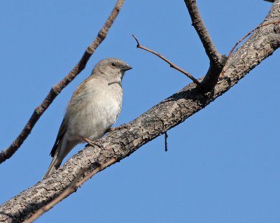 Southern grey-headed sparrow