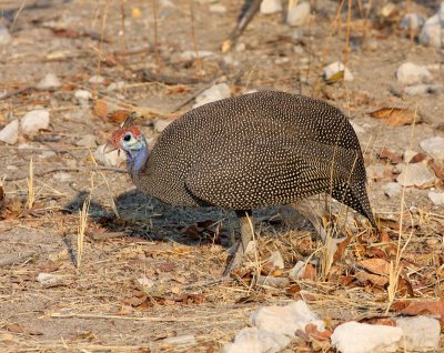 Helmetted guineafowl1