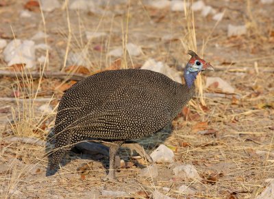 Helmetted guineafowl2