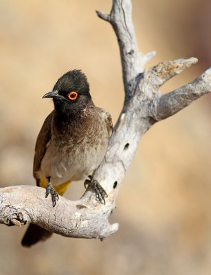 African red-eyed bulbul1