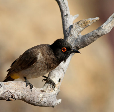 African red-eyed bulbul2