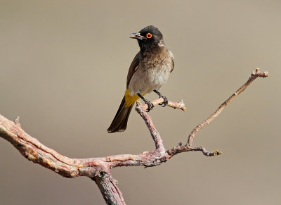 African red-eyed  bulbul3