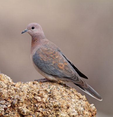 Laughing dove2