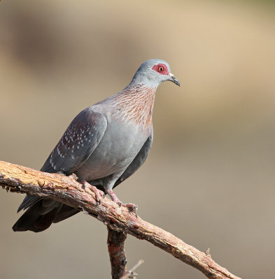 Spectacled pigeon