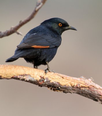 Pale-winged starling2