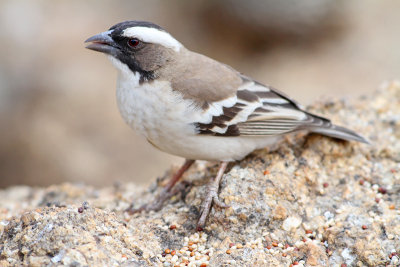 White-browed sparrow-weaver2