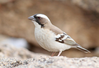 White-browed sparrow-weaver3