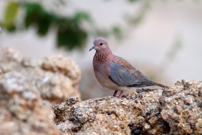 Laughing dove3