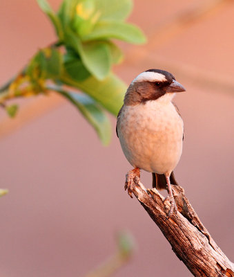 White-browed sparroweaver4