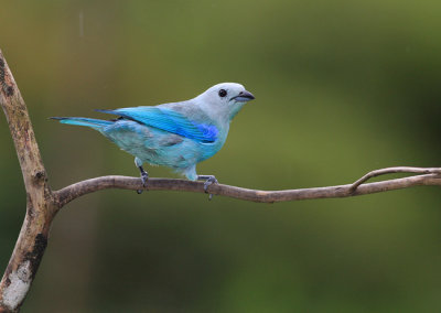 Blue-gray tanager