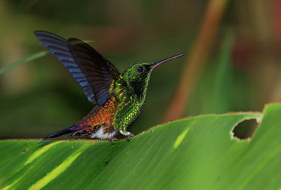 Copper-rumped hummingbird 1