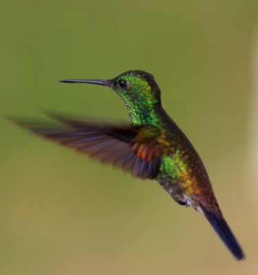 Copper-rumped hummingbird 2