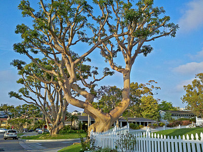 laguna old neighborhood trees.jpg