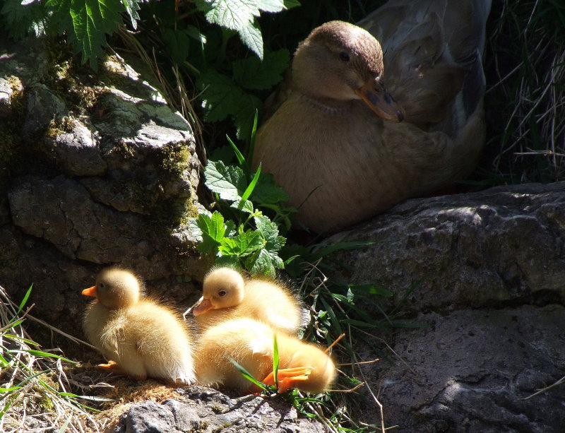 Proud Mum and chicks