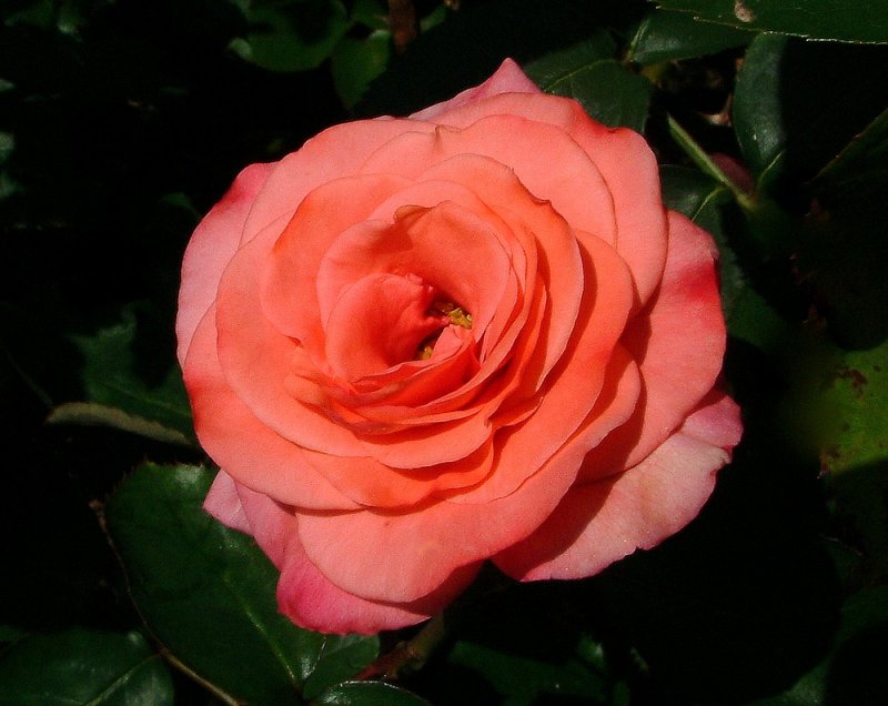 The most beautiful Rose yet ?