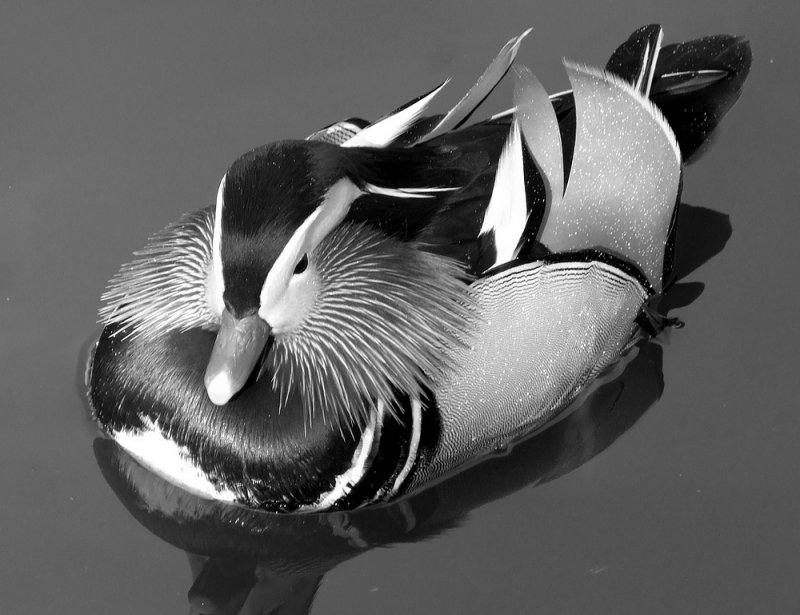 Challenge #155  The Animal Kingdom in B/W  Main Category
