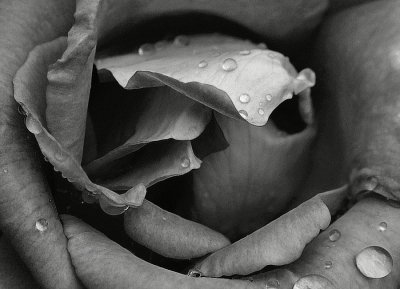 Black and White image