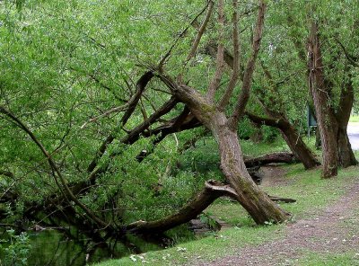 Greenery