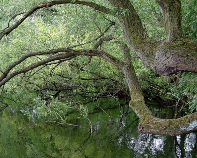 Branches