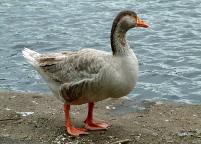 A fine figure of a duck