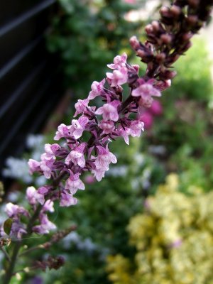 Home Flowers 2