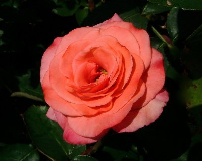 The most beautiful Rose yet ?