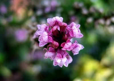 Miniature Flower