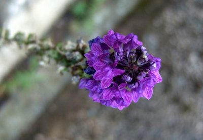 Another miniature flower