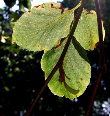 Back lit leaf