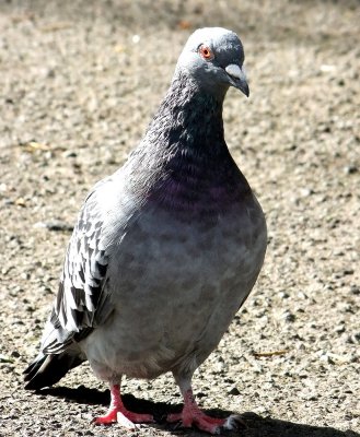 I've got my beady eyes on you Airman

This pigeon looks so much like a Drill Corporal I remember from Square bashing days!!