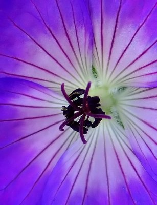 Challenge#147: Patterns in Nature       Main Category