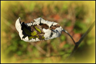 Dying leaf