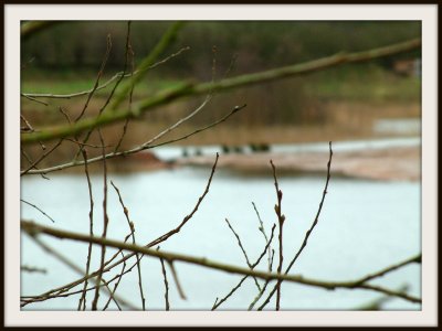 Brockhall Nature Reserve 5