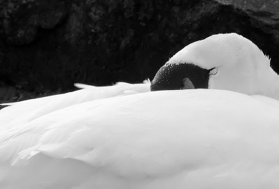 Challenge #155  The Animal Kingdom in B/W Open Category  Sleeping Swan