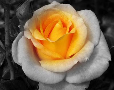 Roseglow