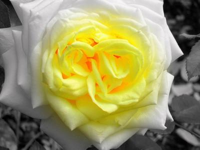 Fire in the Rose