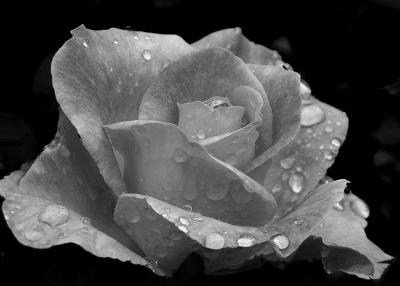 Raindrops and Roses