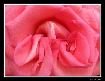 Rose details #8