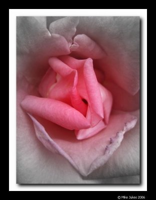 Rose details #12a